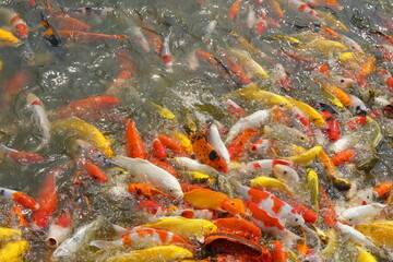 Obraz na płótnie Canvas Japan koi fish or Fancy Carp swimming in a black pond fish pond. Popular pets for relaxation and feng shui meaning. Popular pets among people.