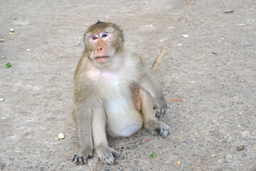 Fototapeta premium Monkey waiting to eat from tourists