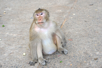 Monkey waiting to eat from tourists