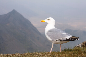 Seagull on Snowdon, Snowdonia National Park Wales