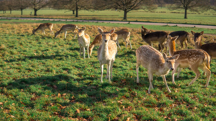 red deer grazing on the meadow in green park