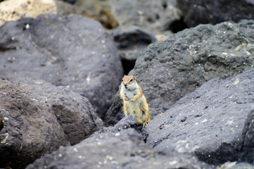 Chipmunk or barbary ground squirrel animal sits on dark lava stones on Fuerteventura, Canary Islands, Spain