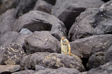 Chipmunk or barbary ground squirrel animal sits on dark lava stones on Fuerteventura, Canary Islands, Spain