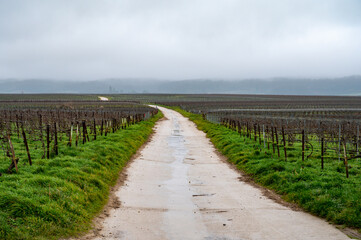 Fototapeta premium View of Champagne gran cru vineyards near Bouzy village at winter, Champagne, France