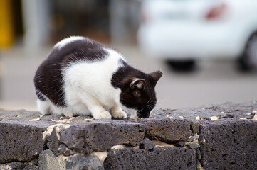 Well-living street cats enjoying sunny day on streets of Caleta de Fuste, Fuerteventura, Canary islands, Spain.
