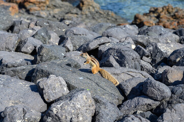 Chipmunk or barbary ground squirrel animal sits on dark lava stones on Fuerteventura, Canary Islands, Spain