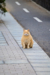 Well-living street cats enjoying sunny day on streets of Caleta de Fuste, Fuerteventura, Canary islands, Spain.