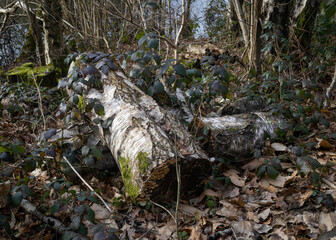Logs