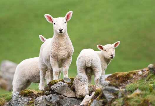 Lambs in a green field in Snowdonia, Wales, UK