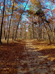 Woods life