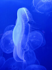 clear jellyfish