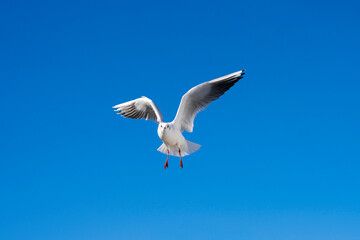カモメ
