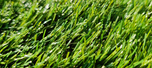 green grass texture