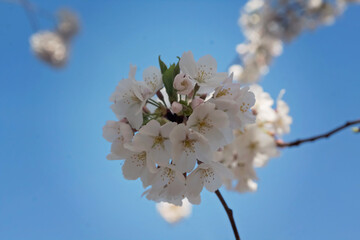 cherry blossoms at the park