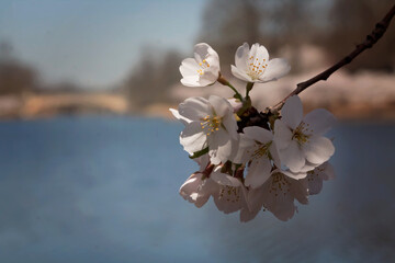 cherry blossoms at the park