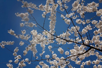 cherry blossoms at the park