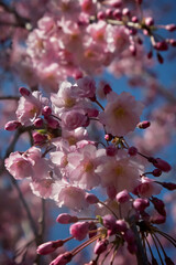 cherry blossoms at the park