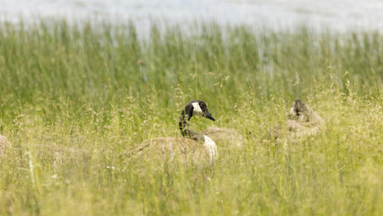 Canadian geese rest and preen among the lush green grasses and reeds growing at the edge of the water on Kolob reservoir in Utah, USA on a sunny summer day.