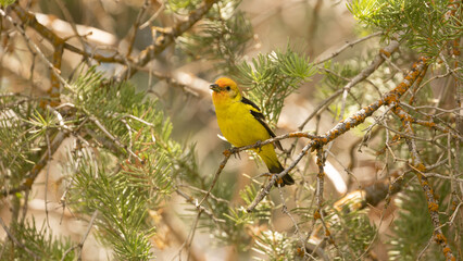 An immature male Western Tanager perches in the branches of a pine tree on a sunny summer day at Kolob reservoir, Utah, USA. 