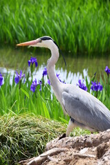 湖畔を優雅に歩く青サギ