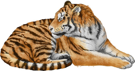 Tiger wild striped animal of Asia