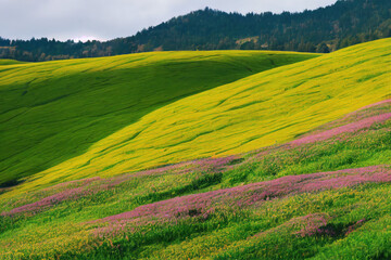 Fototapeta na wymiar Rolling grassy hills with wildflowers, Generative AI