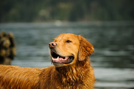 Golden Retriever Dog against blue water