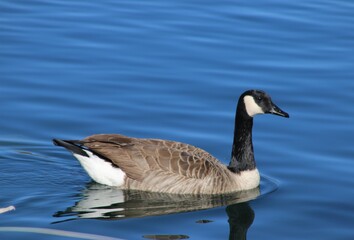 country goose branta canadensis