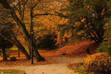 Beautiful park with yellowed trees and outdoor streetlights