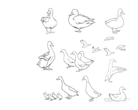 collection of duck pictures with lines