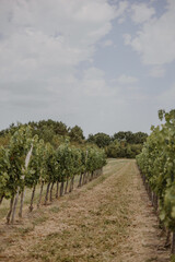 Fototapeta na wymiar Plans de vignes en format vertical pour instagram