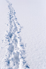 雪原の足跡
