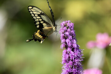 Butterfly on flower