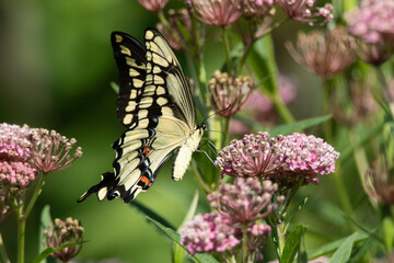 Butterfly on flower