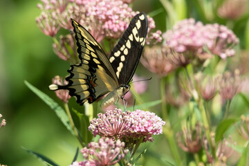 Butterfly on flower