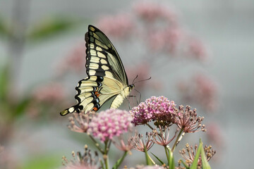Butterfly on flower