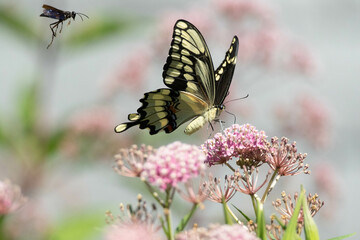 Butterfly on flower