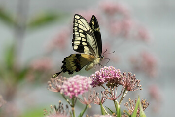 Butterfly on flower