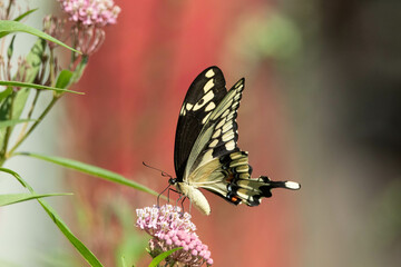 Butterfly on flower