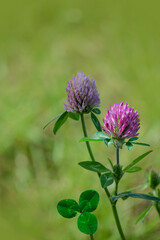 A close up of wild red clover on the meadow. Thickets of a purple-red flowers of zigzag clover...
