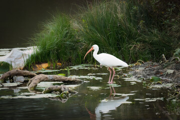 American White Ibis