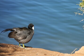 black headed gull
