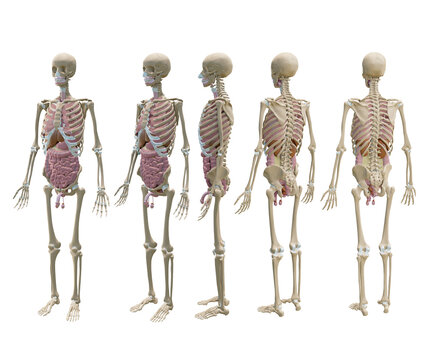 3d rendering of human full body bones and internal organs splanchnology perspective view