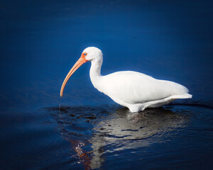 American White Ibis