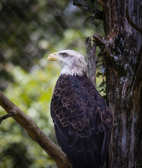 Obraz premium The Bald Eagle