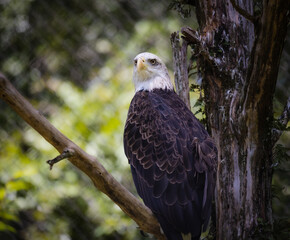 Obraz premium The Bald Eagle