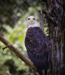 The Bald Eagle