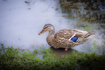 FEmale Mallard