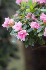 Naklejka premium Blooming pink Rhododendron and green leaves，Rhododendronhybridum