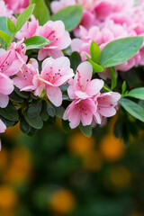 Fototapeta premium Blooming pink Rhododendron and green leaves，Rhododendronhybridum